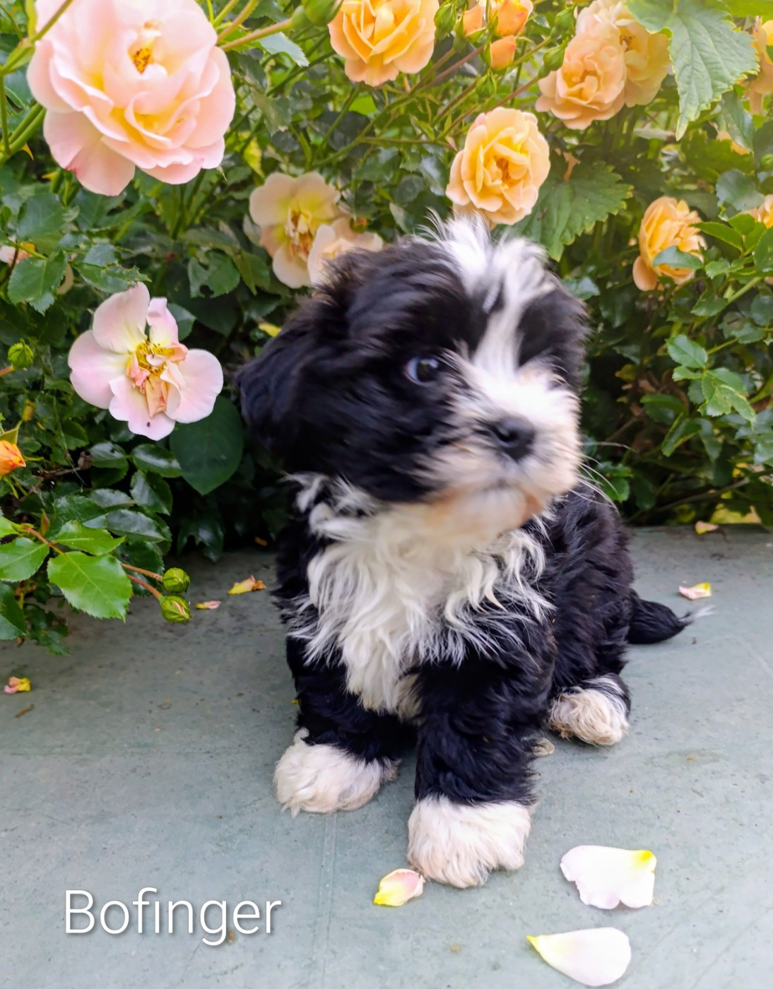 Coeur De Masai - Chiots disponibles - Bichon Havanais
