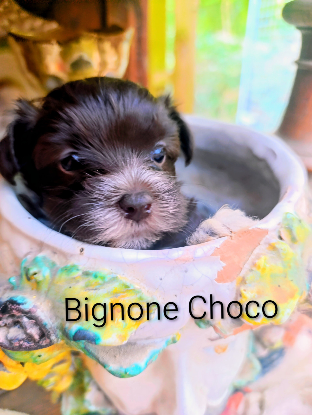 Coeur De Masai - Chiots disponibles - Bichon Havanais