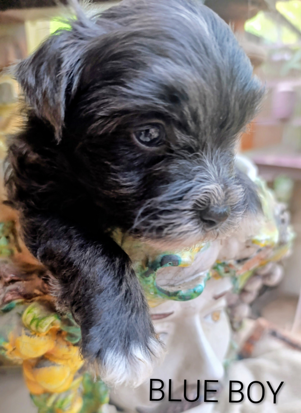 Coeur De Masai - Chiots disponibles - Bichon Havanais