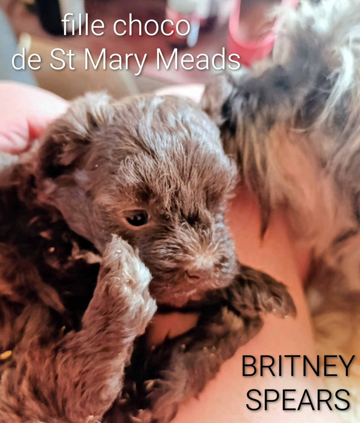 Coeur De Masai - Chiots disponibles - Bichon Havanais