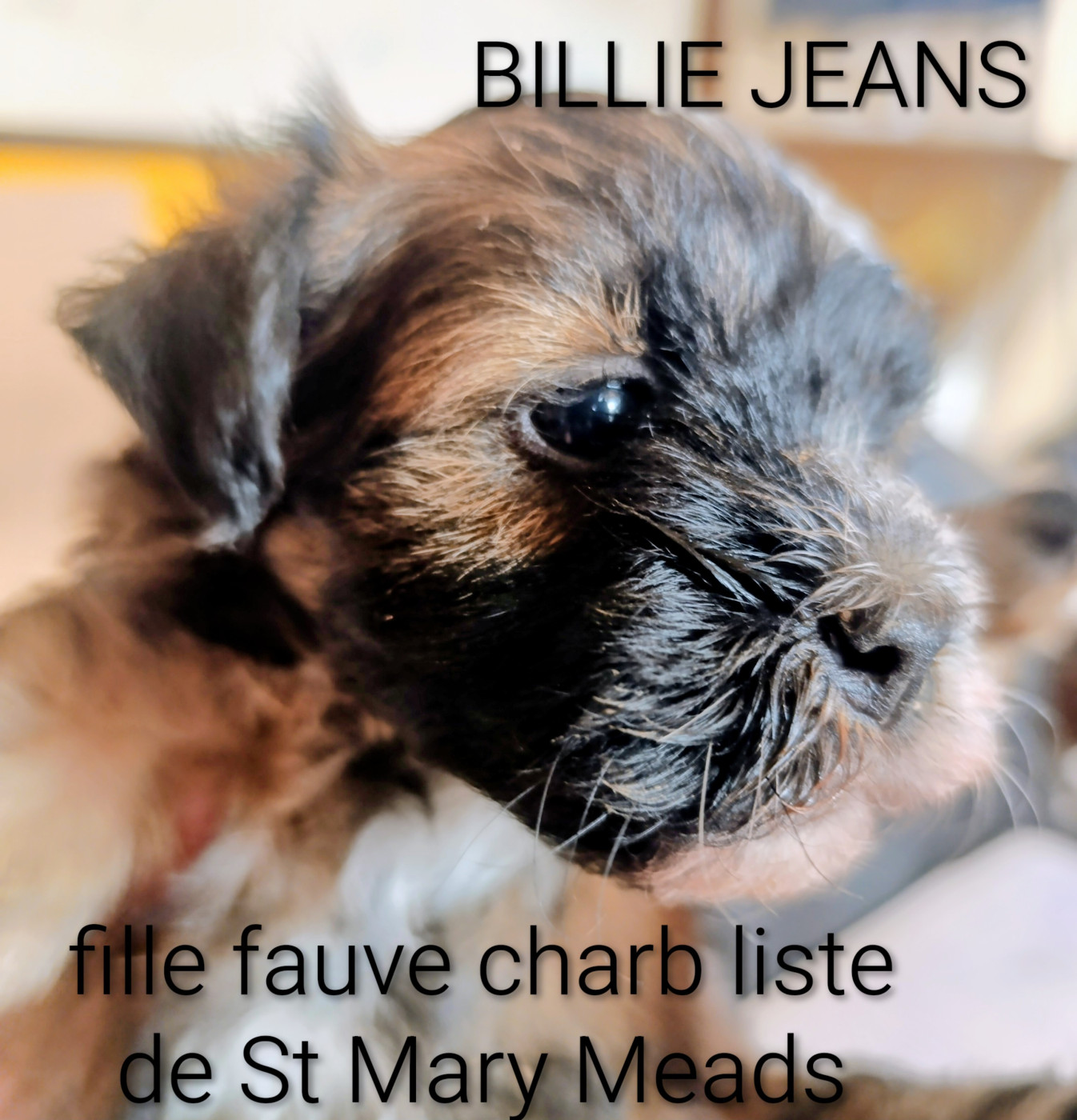 Coeur De Masai - Chiots disponibles - Bichon Havanais