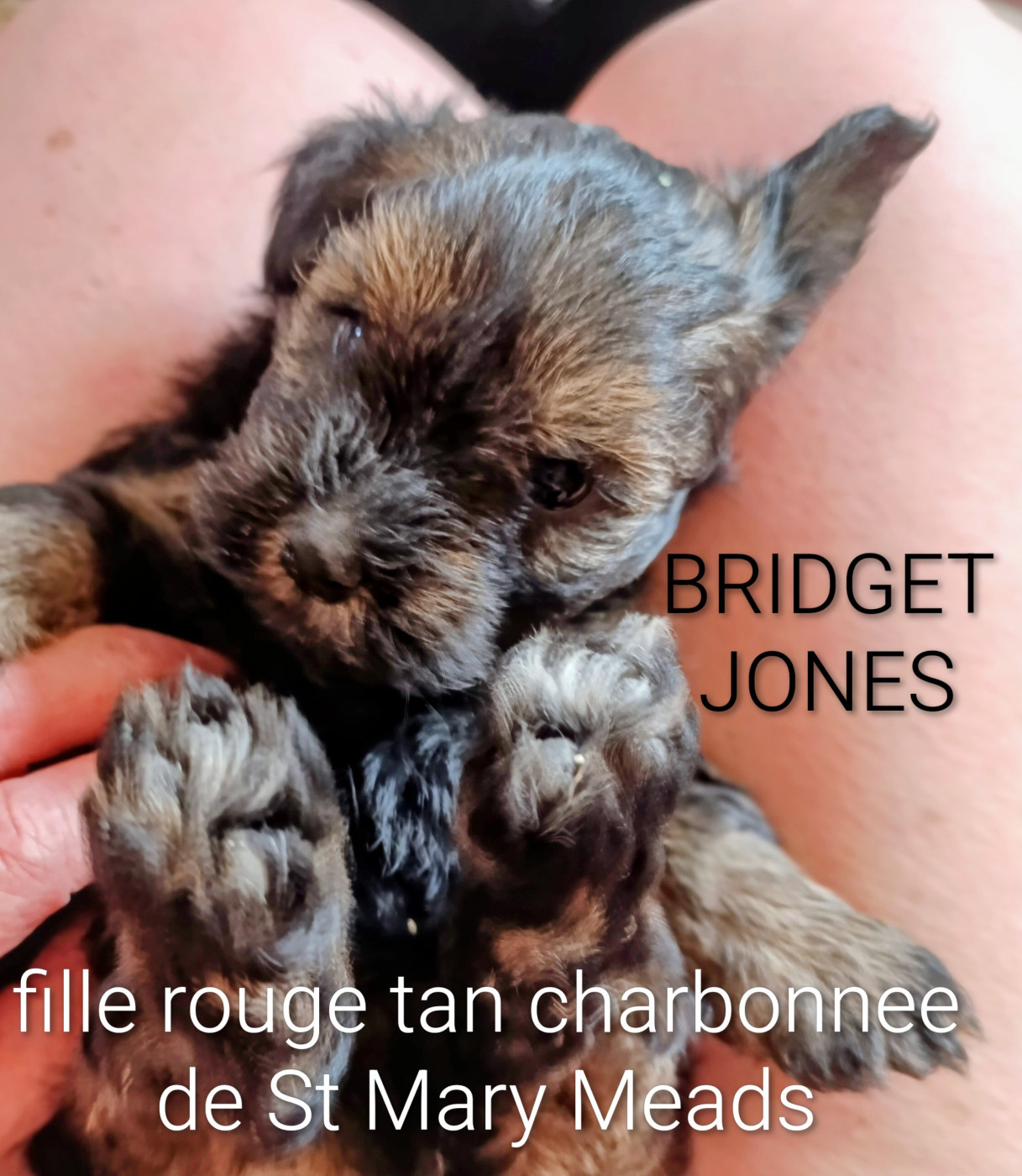 Coeur De Masai - Chiots disponibles - Bichon Havanais