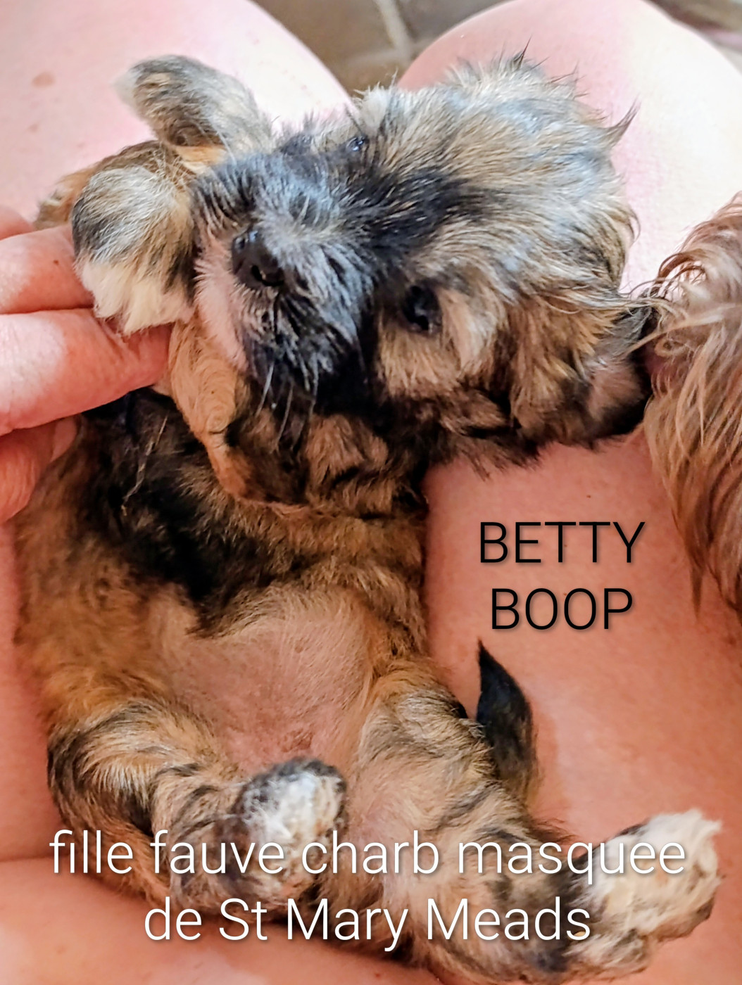 Coeur De Masai - Chiots disponibles - Bichon Havanais