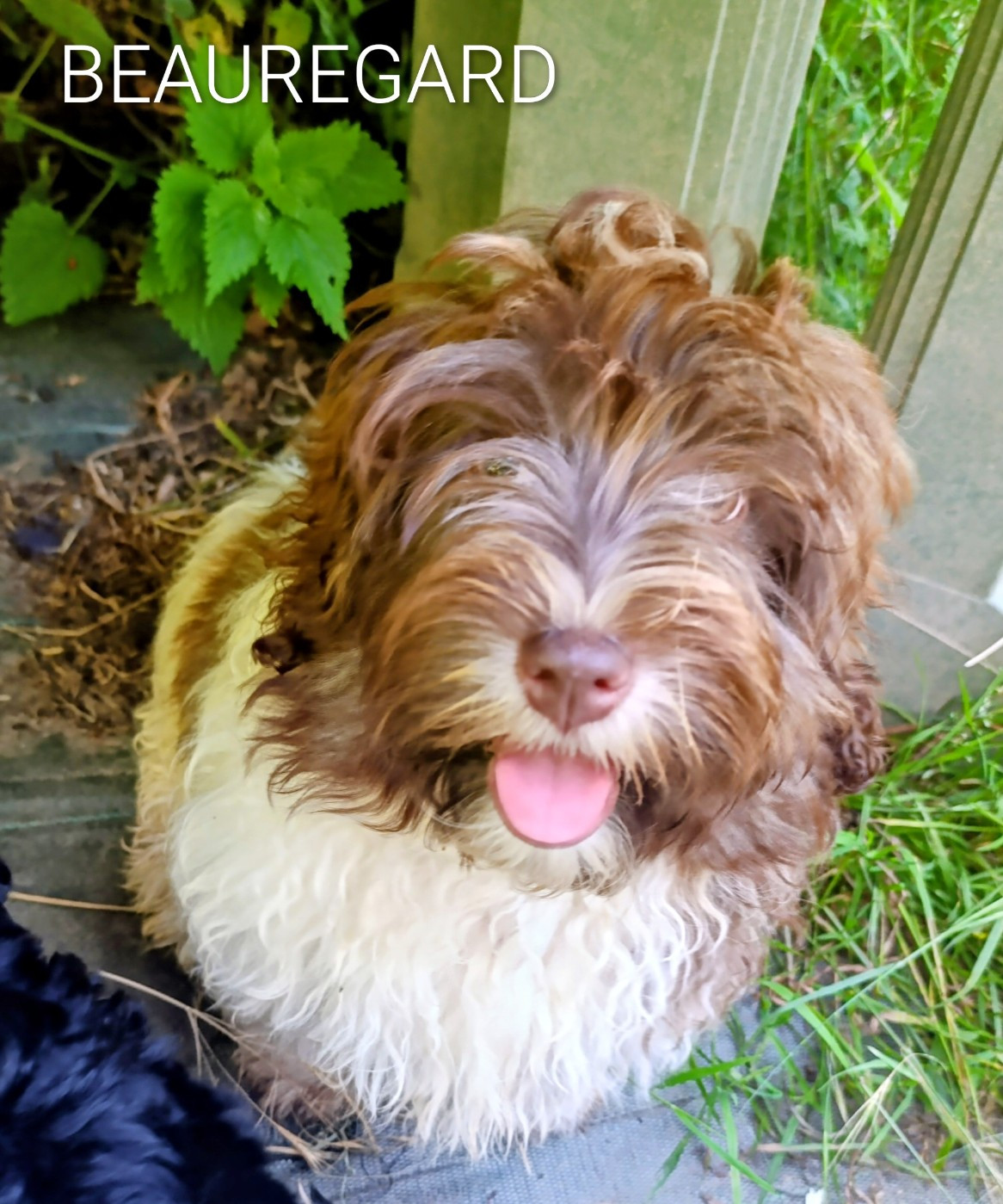 Chiot Bichon Havanais Coeur De Masai