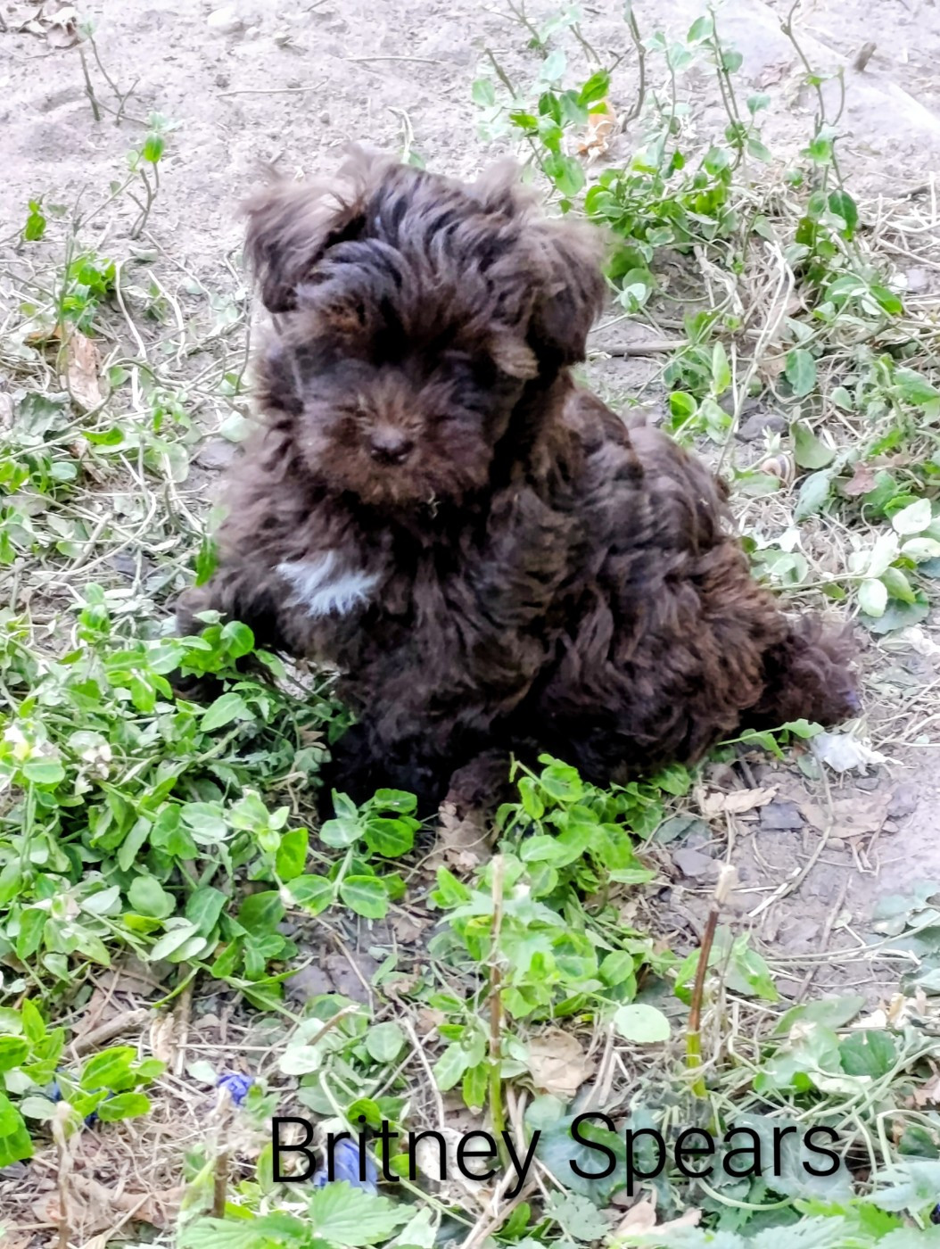 Coeur De Masai - Chiots disponibles - Bichon Havanais