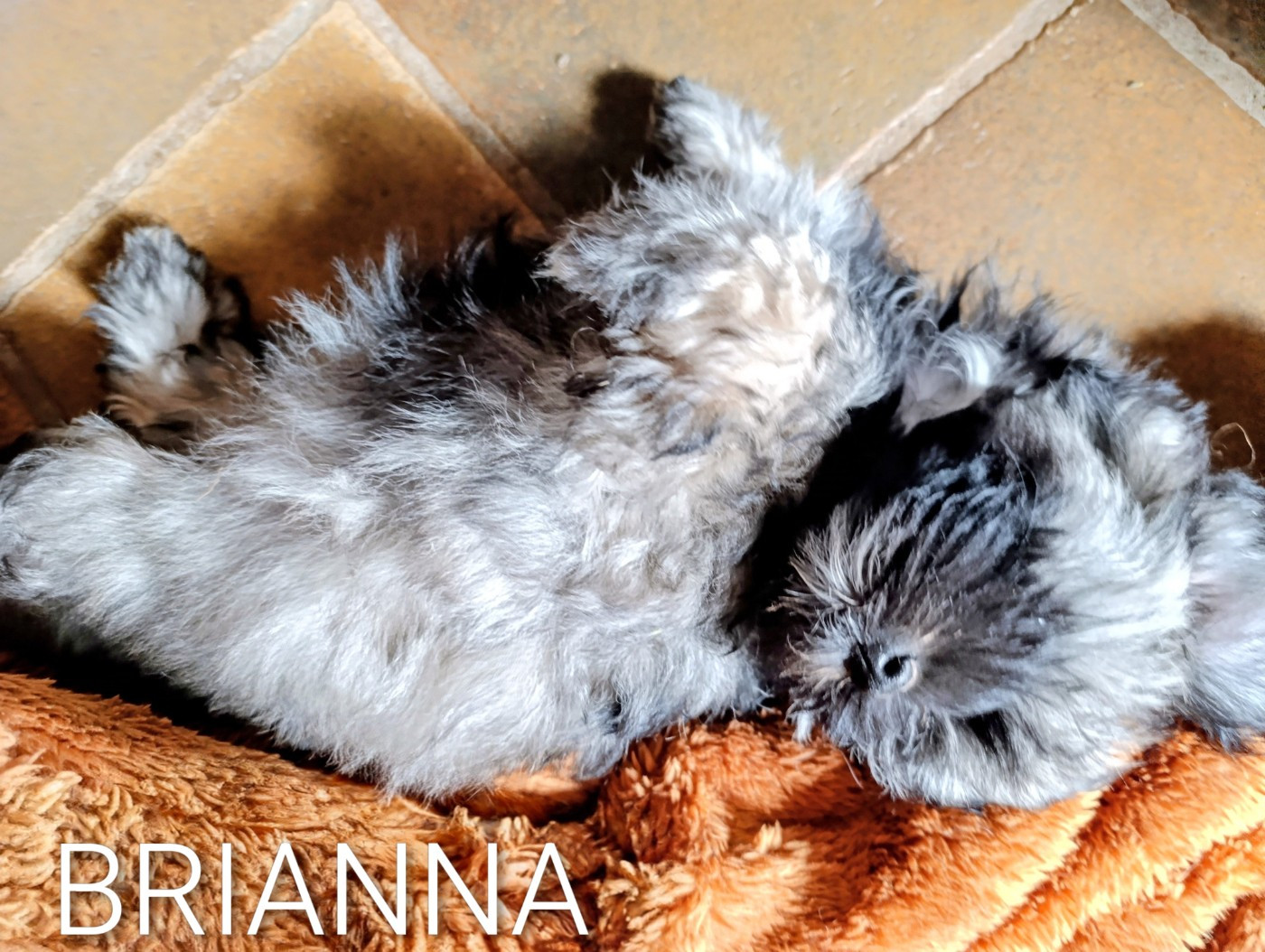 Coeur De Masai - Chiots disponibles - Bichon Havanais
