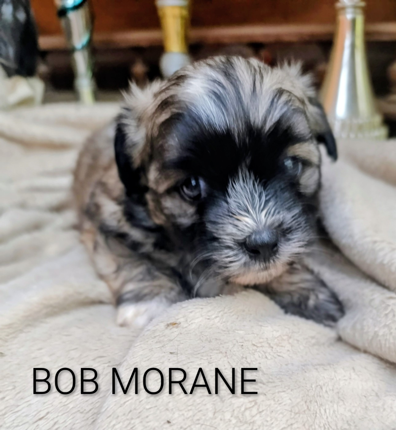 Coeur De Masai - Chiots disponibles - Bichon Havanais