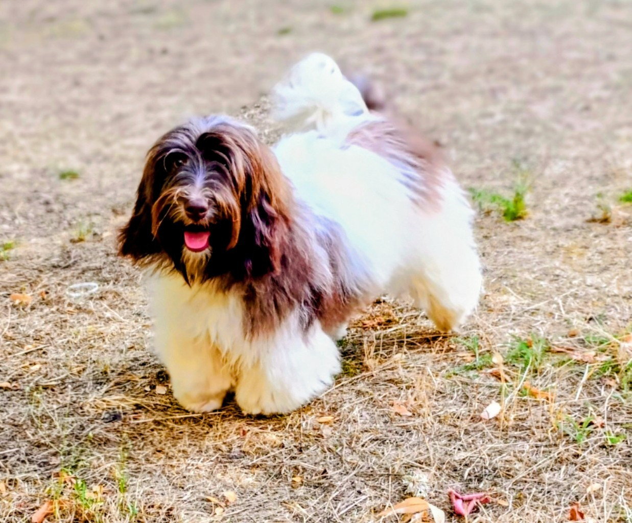 Coeur De Masai - Chiots disponibles - Bichon Havanais