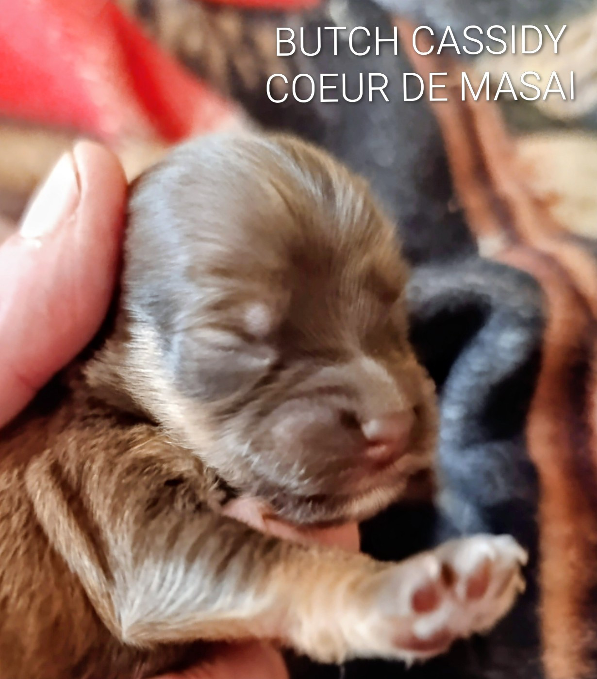 Coeur De Masai - Bichon Havanais - Portée née le 08/08/2026