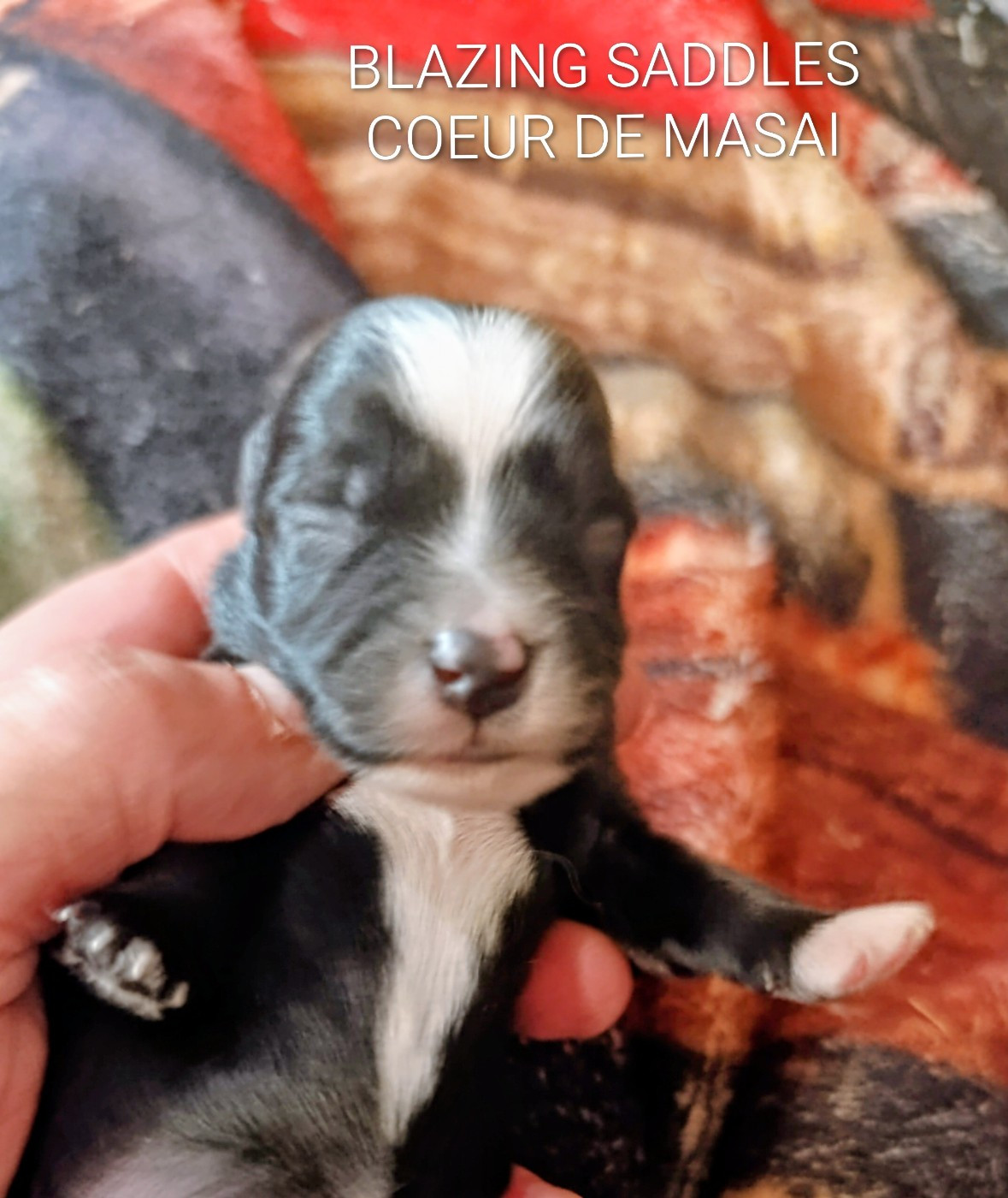 Coeur De Masai - Chiots disponibles - Bichon Havanais
