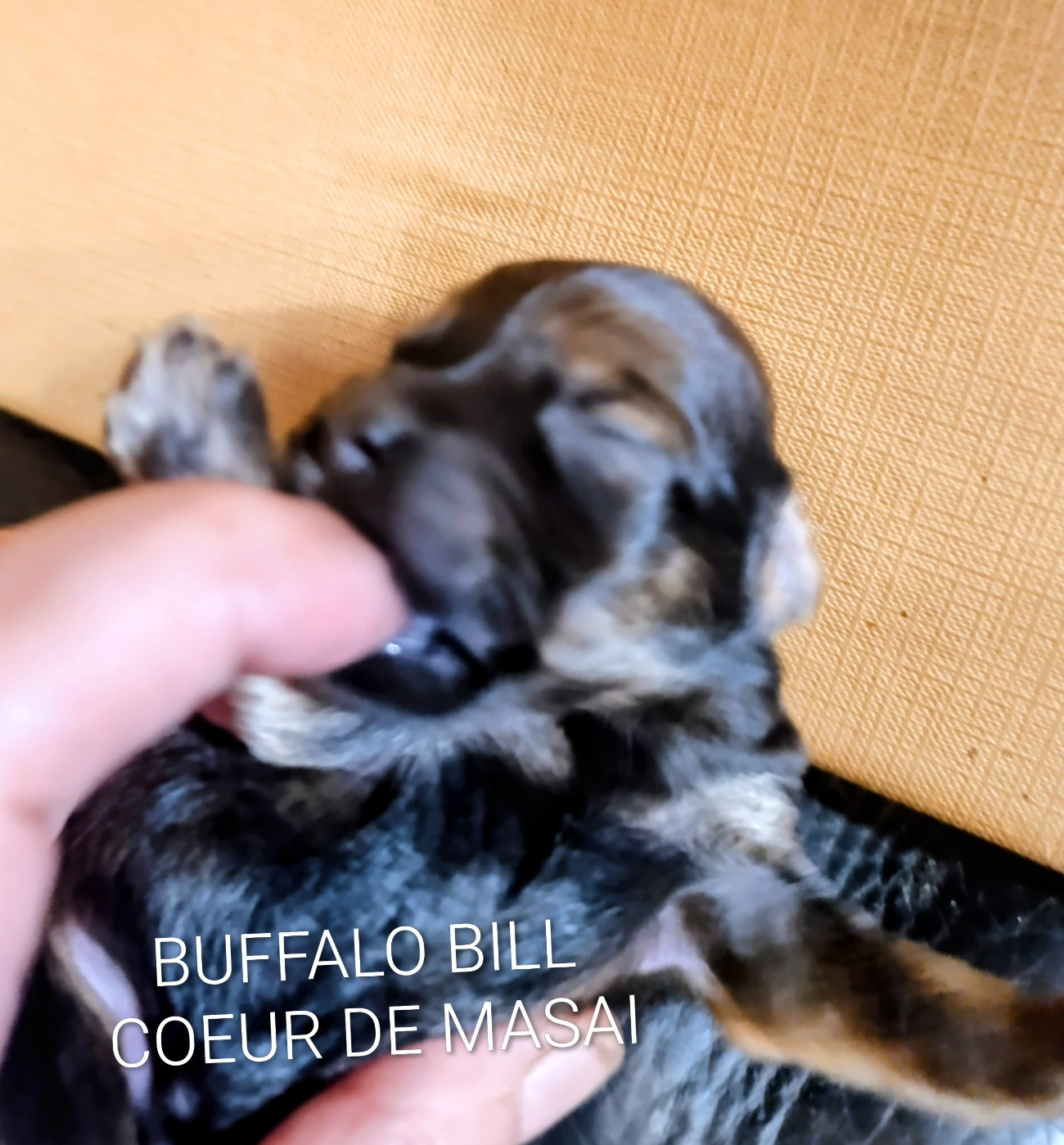 Coeur De Masai - Chiots disponibles - Bichon Havanais