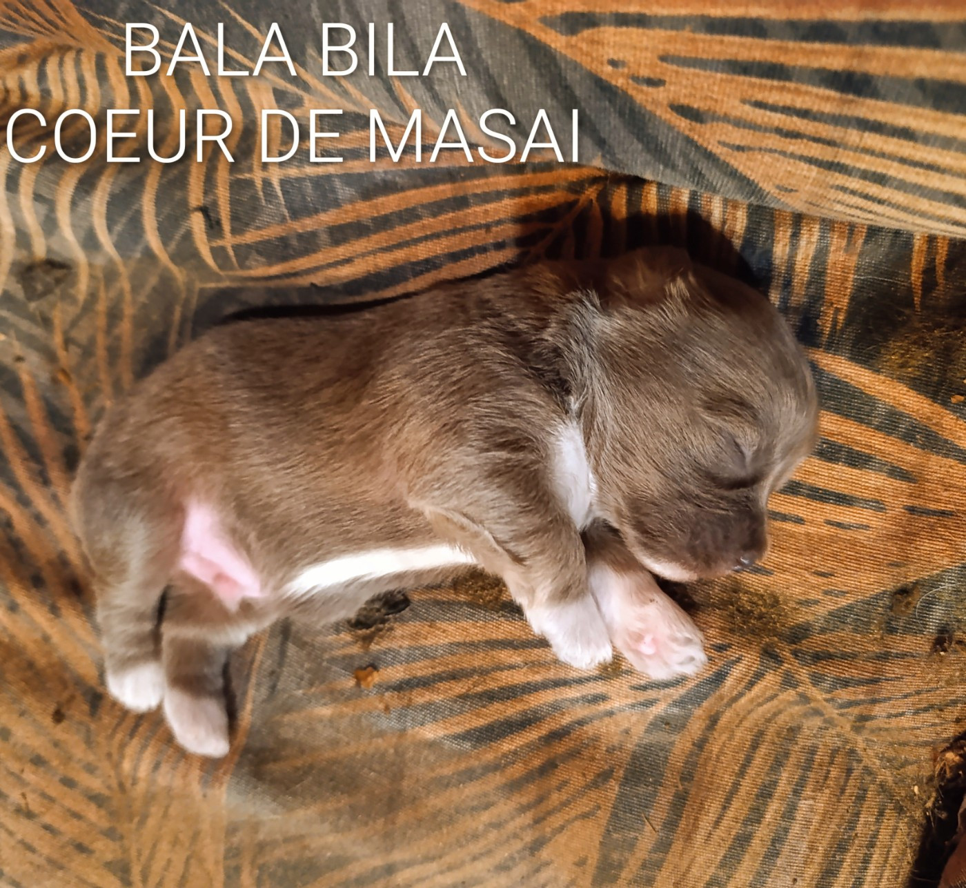 Coeur De Masai - Chiots disponibles - Bichon Havanais