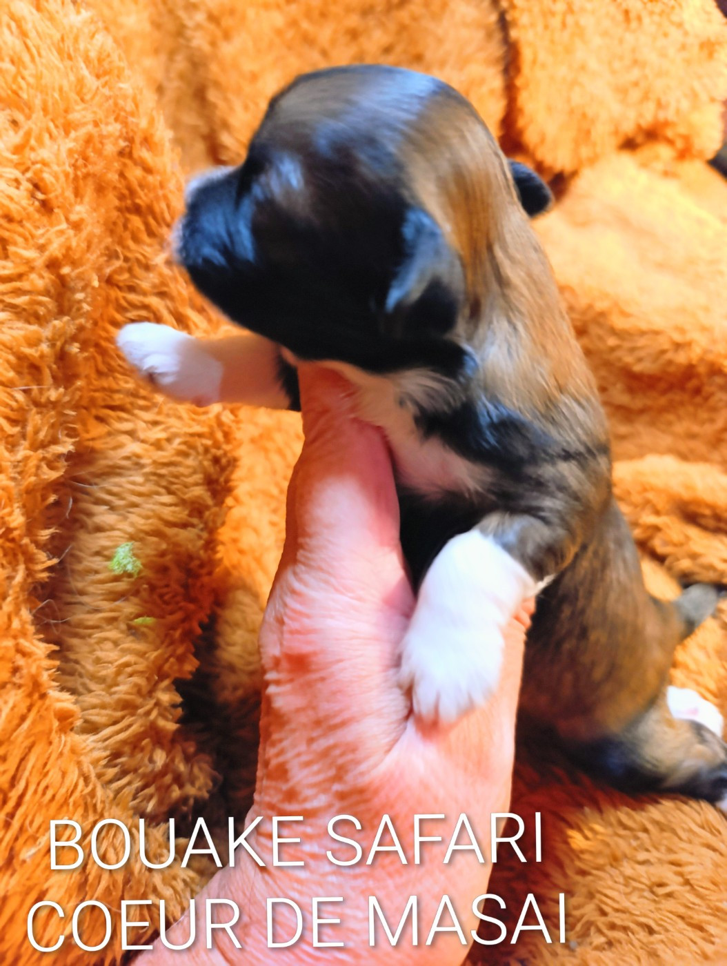 Coeur De Masai - Chiots disponibles - Bichon Havanais