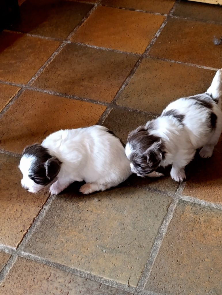 Chiot Bichon Havanais Coeur de masaï