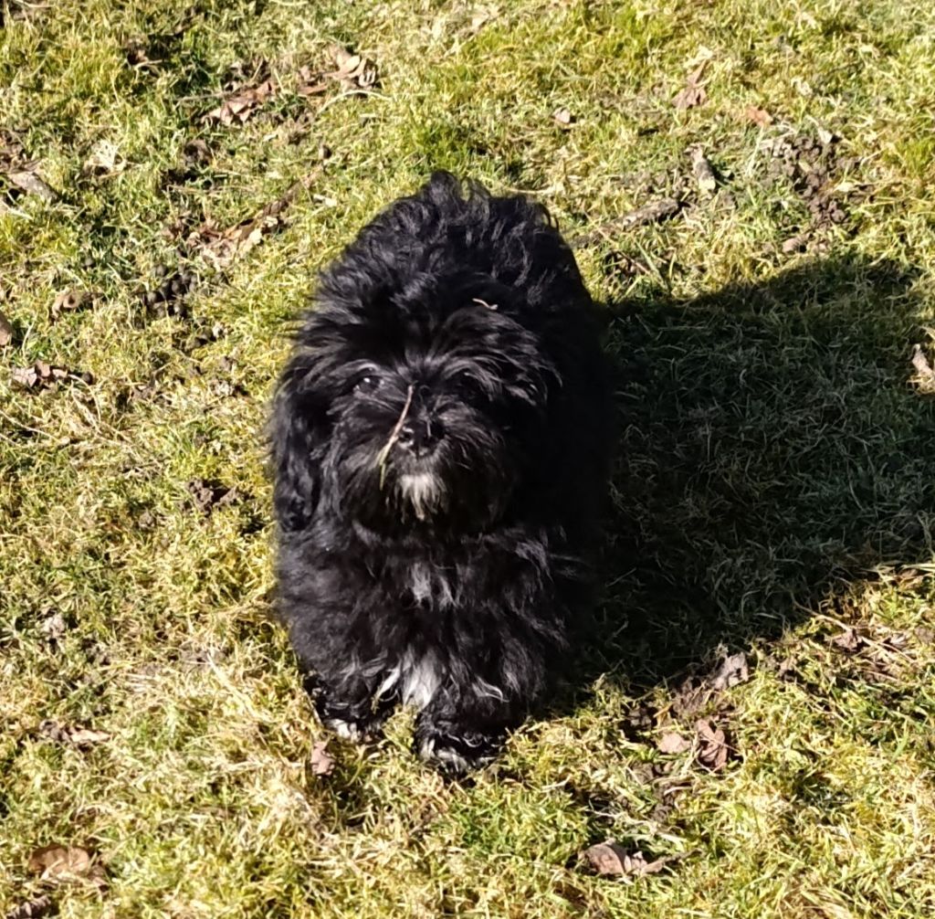 Coeur de masaï - Chiots disponibles - Bichon Havanais