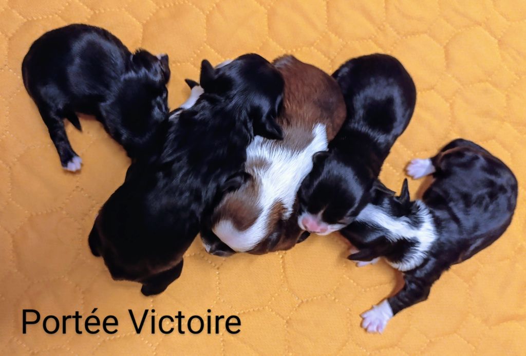 Chiot Bichon Havanais Coeur De Masai