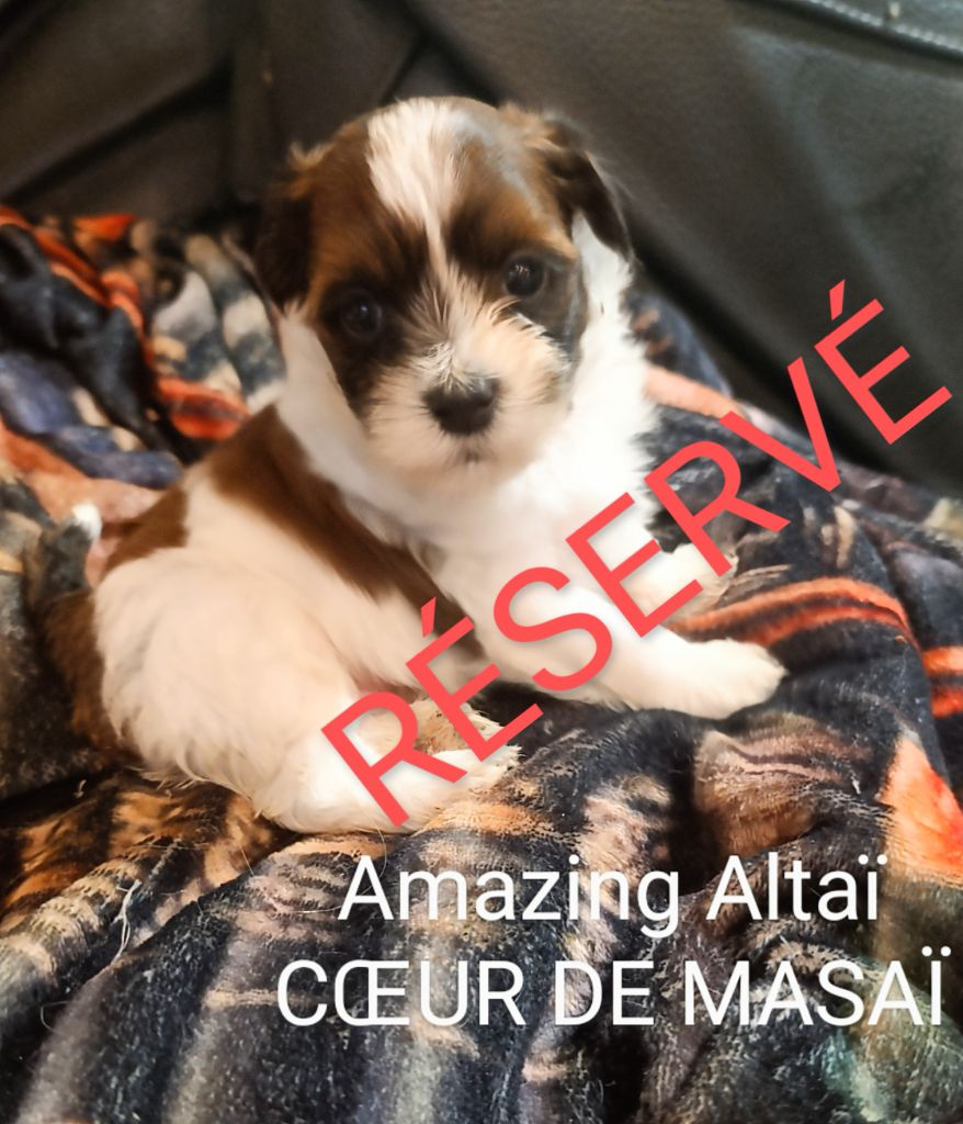 Coeur De Masai - Chiots disponibles - Bichon Havanais