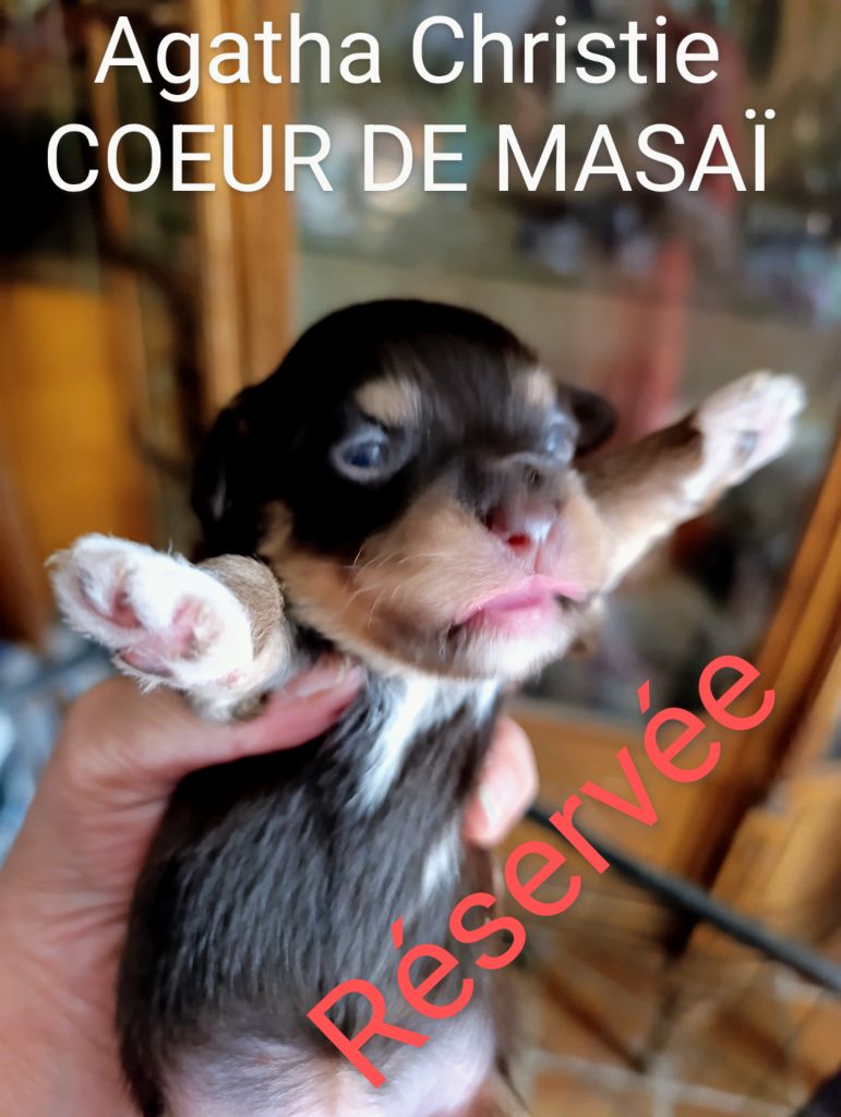 Coeur de masaï - Chiots disponibles - Bichon Havanais