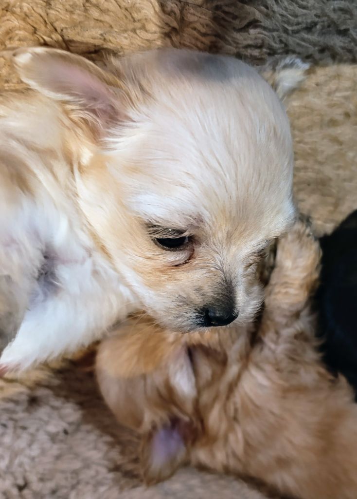 Coeur De Masai - Chiots disponibles - Bichon Havanais
