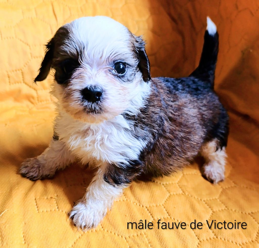 Coeur De Masai - Chiots disponibles - Bichon Havanais