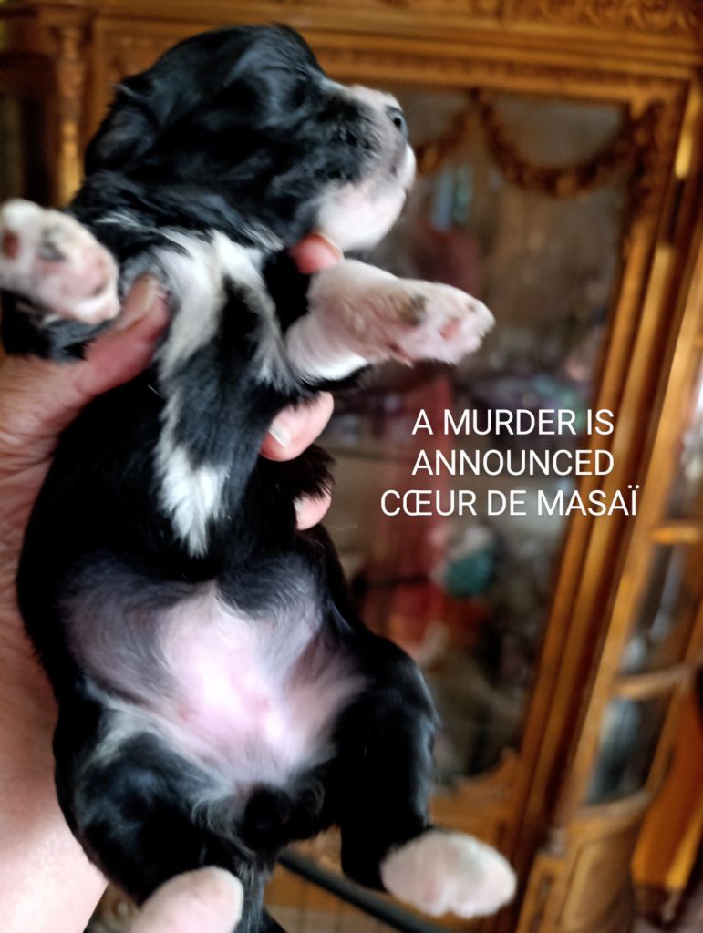 Coeur de masaï - Chiots disponibles - Bichon Havanais