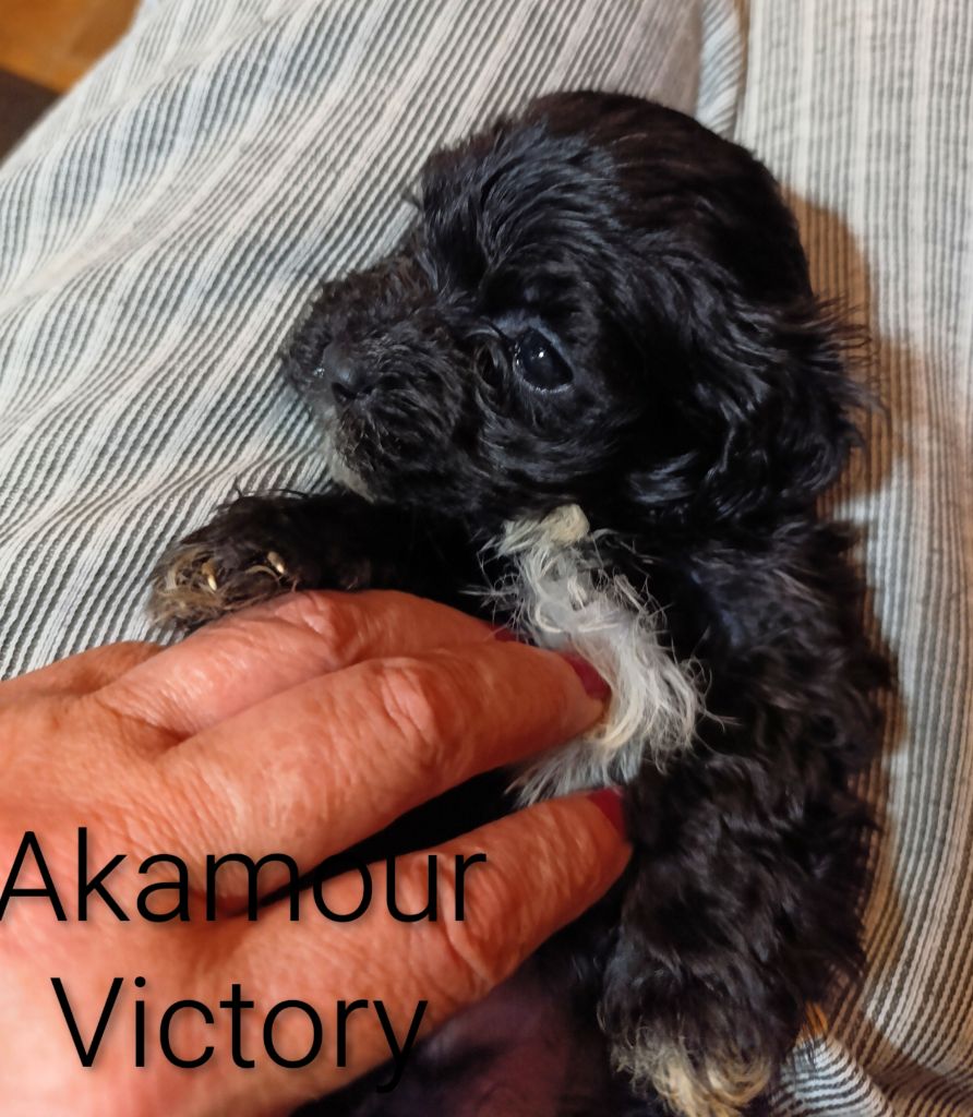 Coeur De Masai - Chiots disponibles - Bichon Havanais