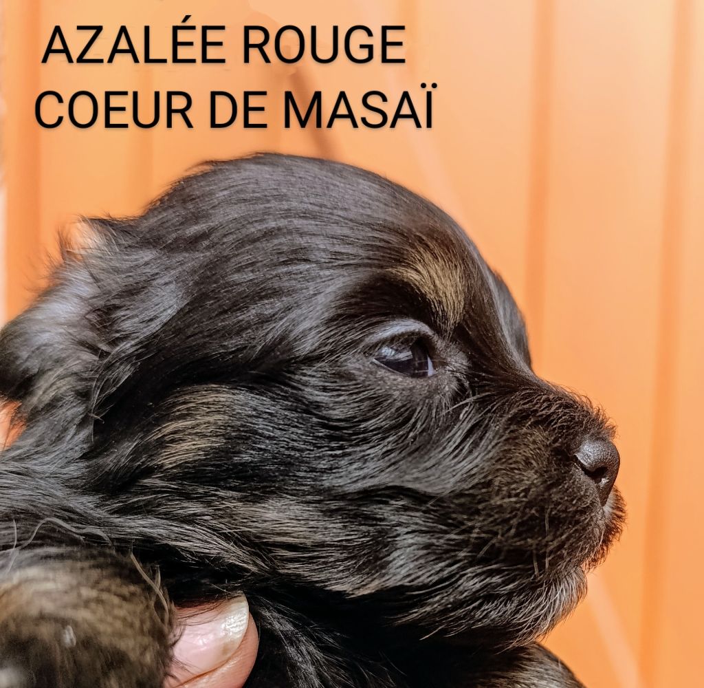 Coeur de masaï - Chiots disponibles - Bichon Havanais