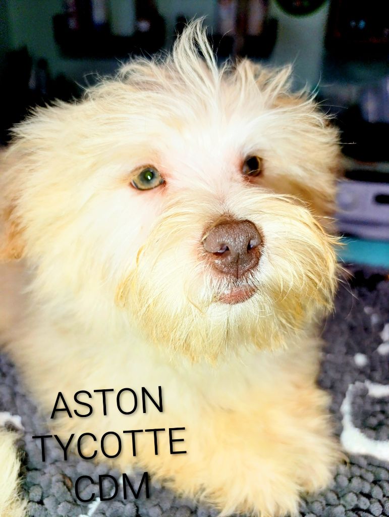 Coeur De Masai - Chiots disponibles - Bichon Havanais