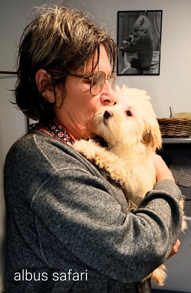 Coeur De Masai - Chiots disponibles - Bichon Havanais