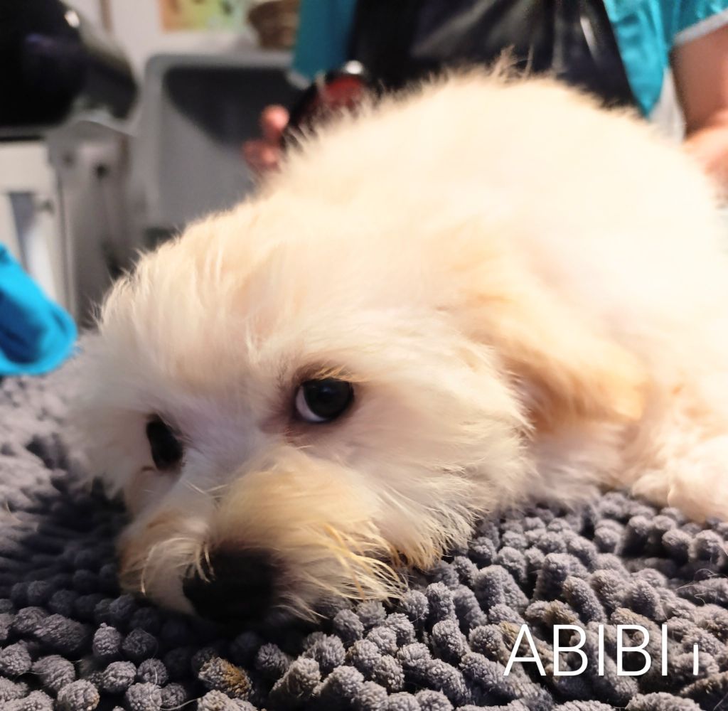 Coeur De Masai - Chiots disponibles - Bichon Havanais