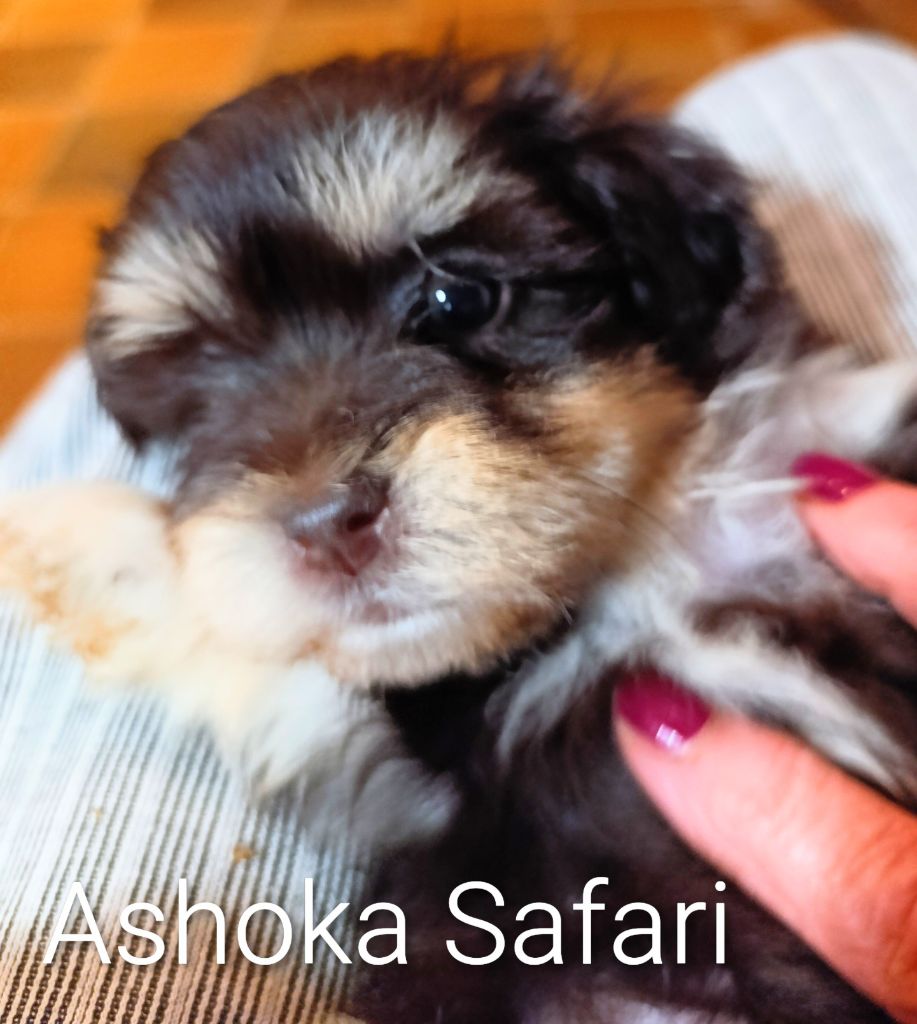 Coeur De Masai - Chiots disponibles - Bichon Havanais