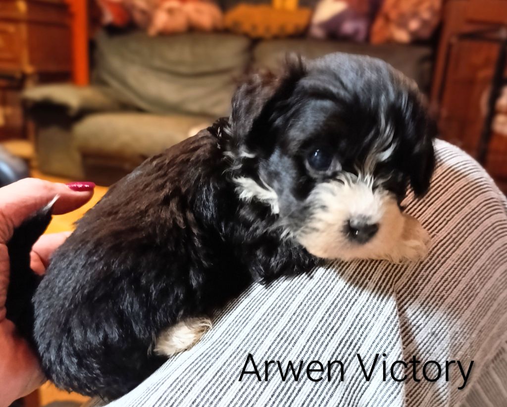 Coeur De Masai - Chiots disponibles - Bichon Havanais