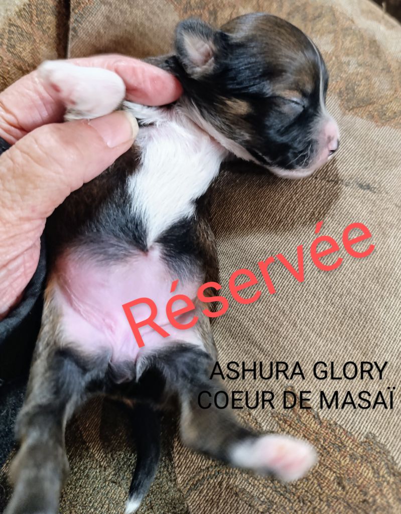 Coeur de masaï - Chiots disponibles - Bichon Havanais