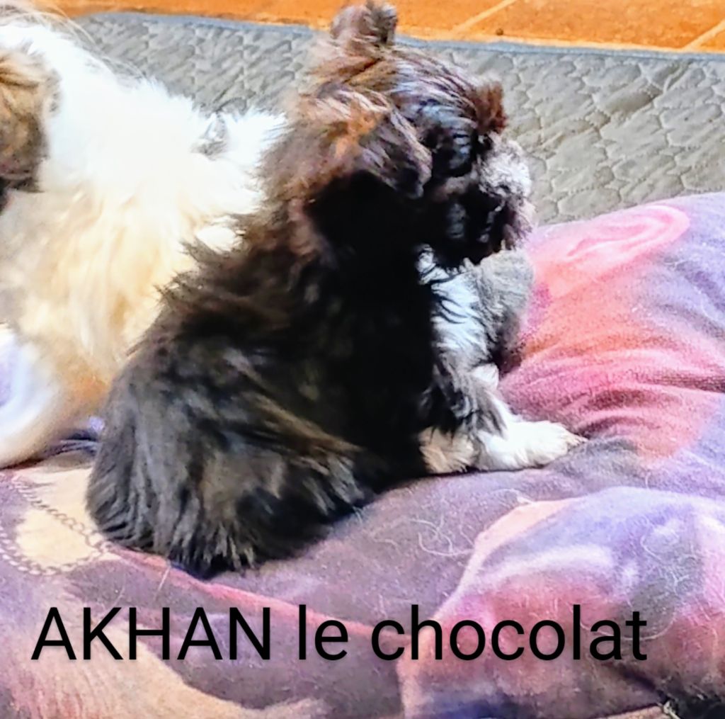 Coeur de masaï - Chiots disponibles - Bichon Havanais