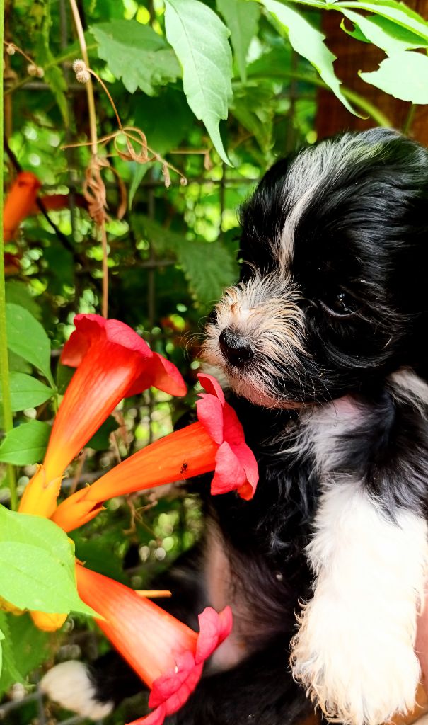 Coeur De Masai - Chiots disponibles - Bichon Havanais