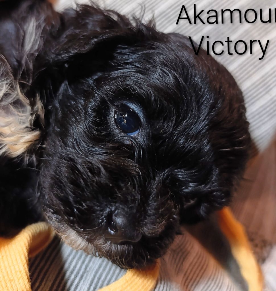 Coeur De Masai - Chiots disponibles - Bichon Havanais