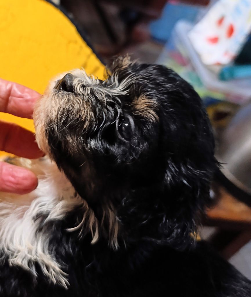 Coeur De Masai - Chiots disponibles - Bichon Havanais