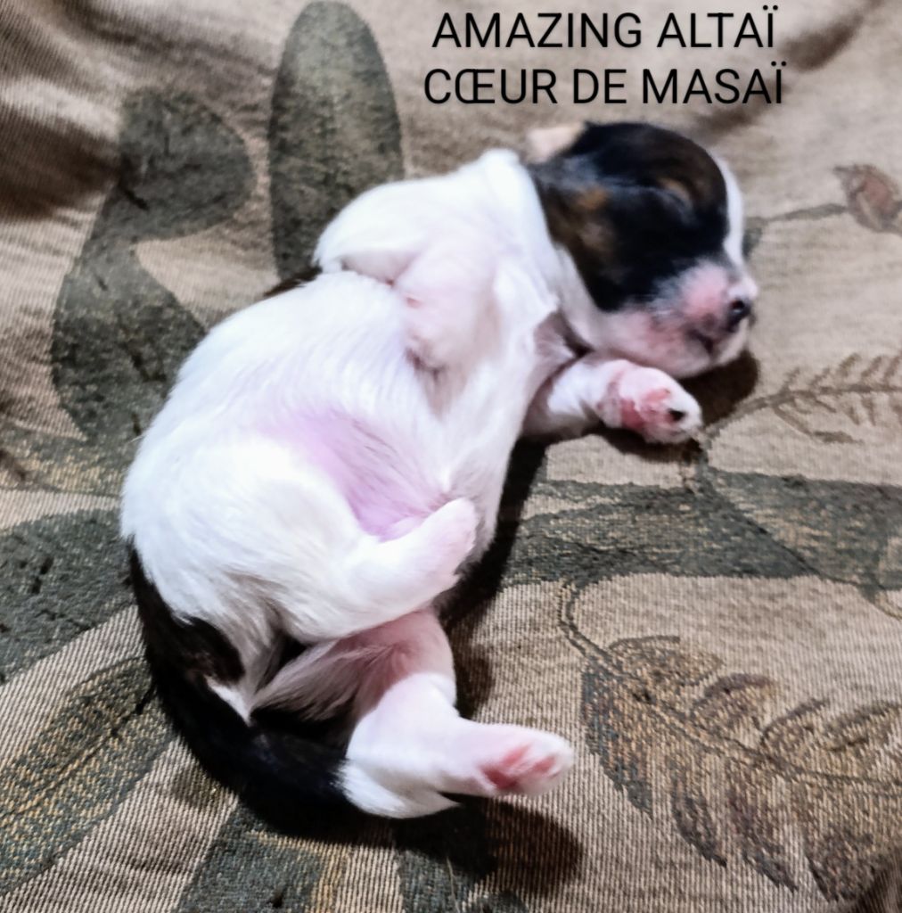Coeur de masaï - Chiots disponibles - Bichon Havanais