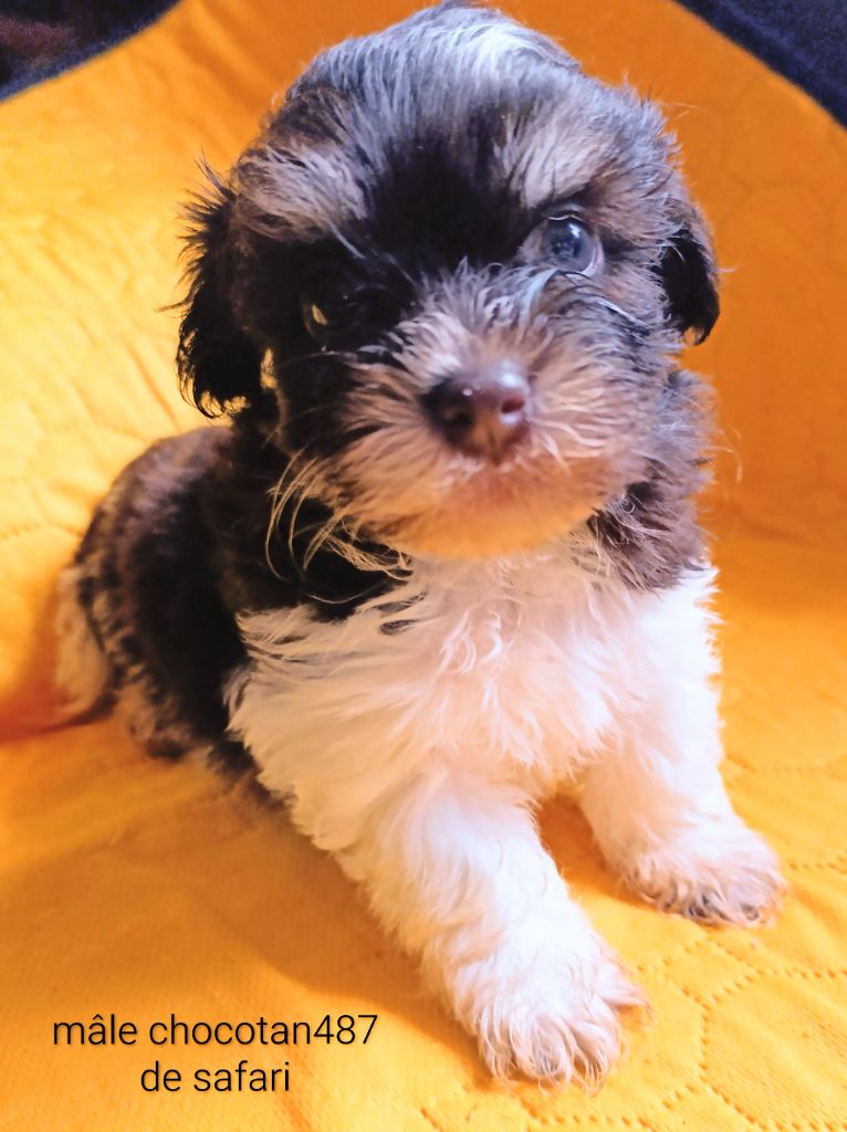 Coeur De Masai - Chiots disponibles - Bichon Havanais