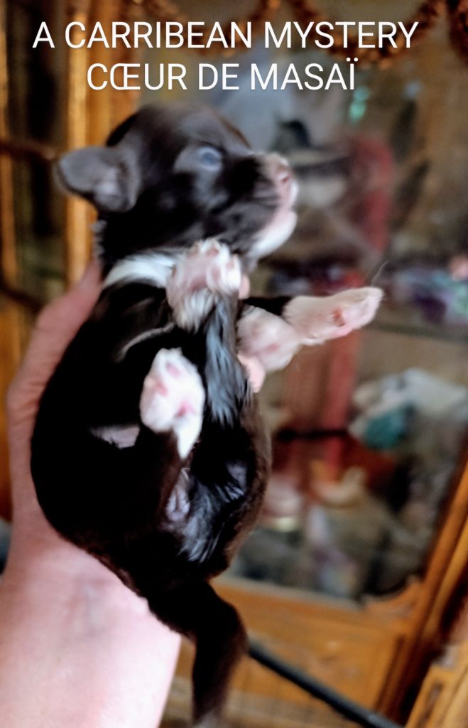 Coeur de masaï - Chiots disponibles - Bichon Havanais