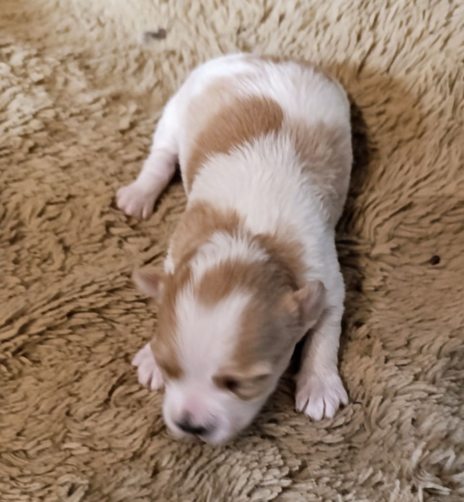 Coeur de masaï - Chiots disponibles - Bichon Havanais