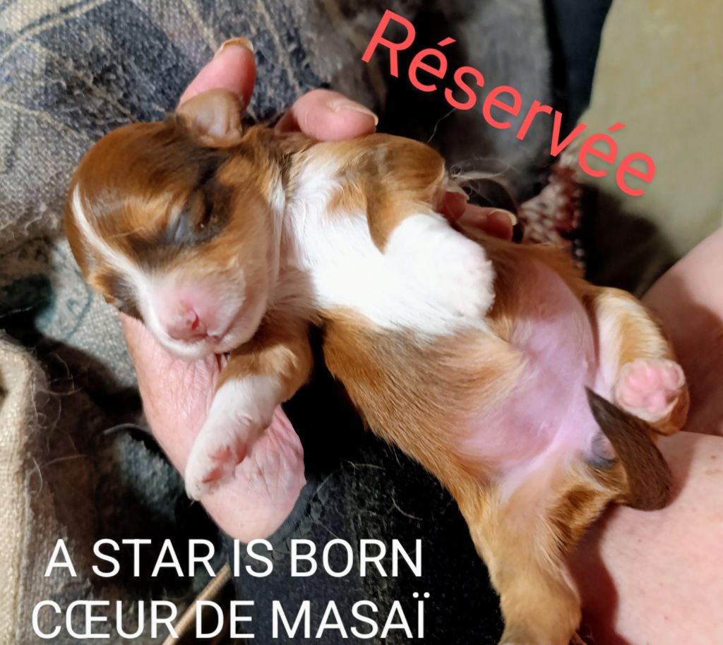 Coeur de masaï - Chiots disponibles - Bichon Havanais