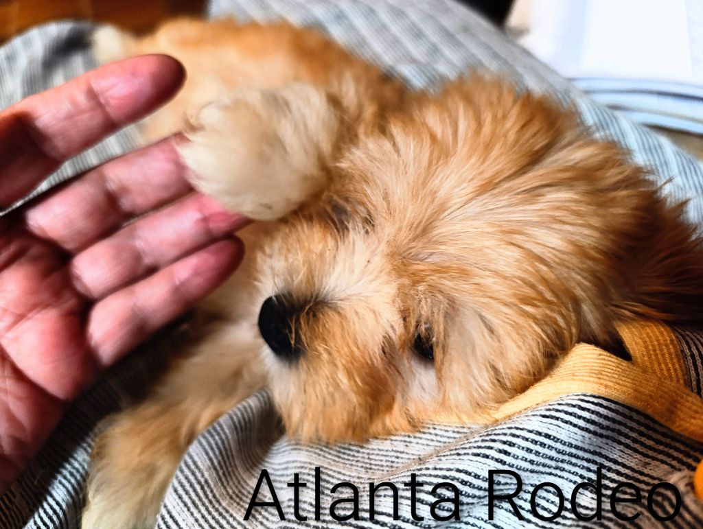 Coeur De Masai - Chiots disponibles - Bichon Havanais