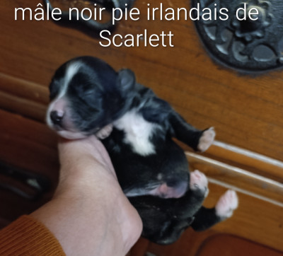 Mâle noir pie irlandais