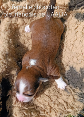 Chiot N°3
