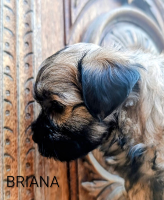 Brianna