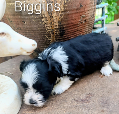 BIGGINS