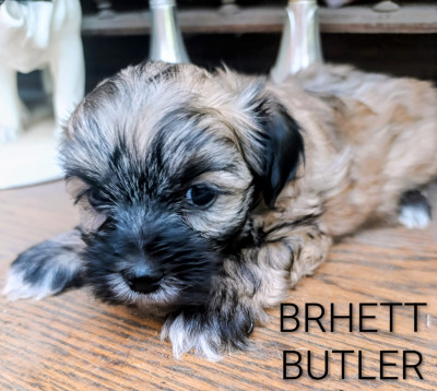 BRHETT BUTLER