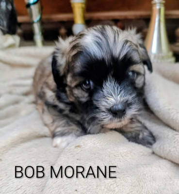 BOB MORANE