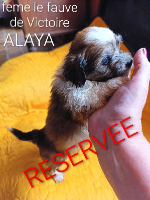 ALAYA VICTORY